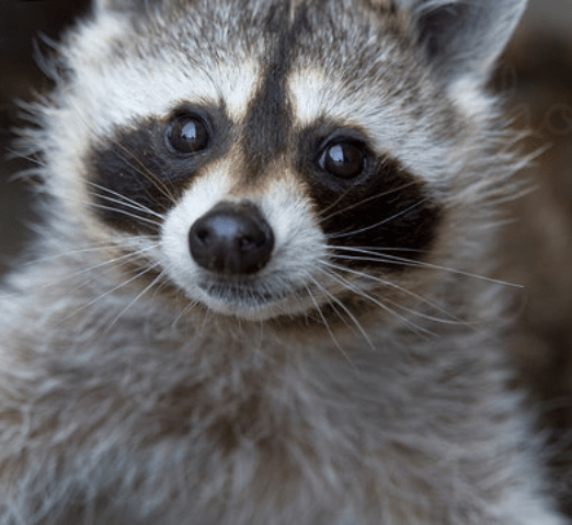 Net Nuget Connection Attempt Failed Unable To Load The Service