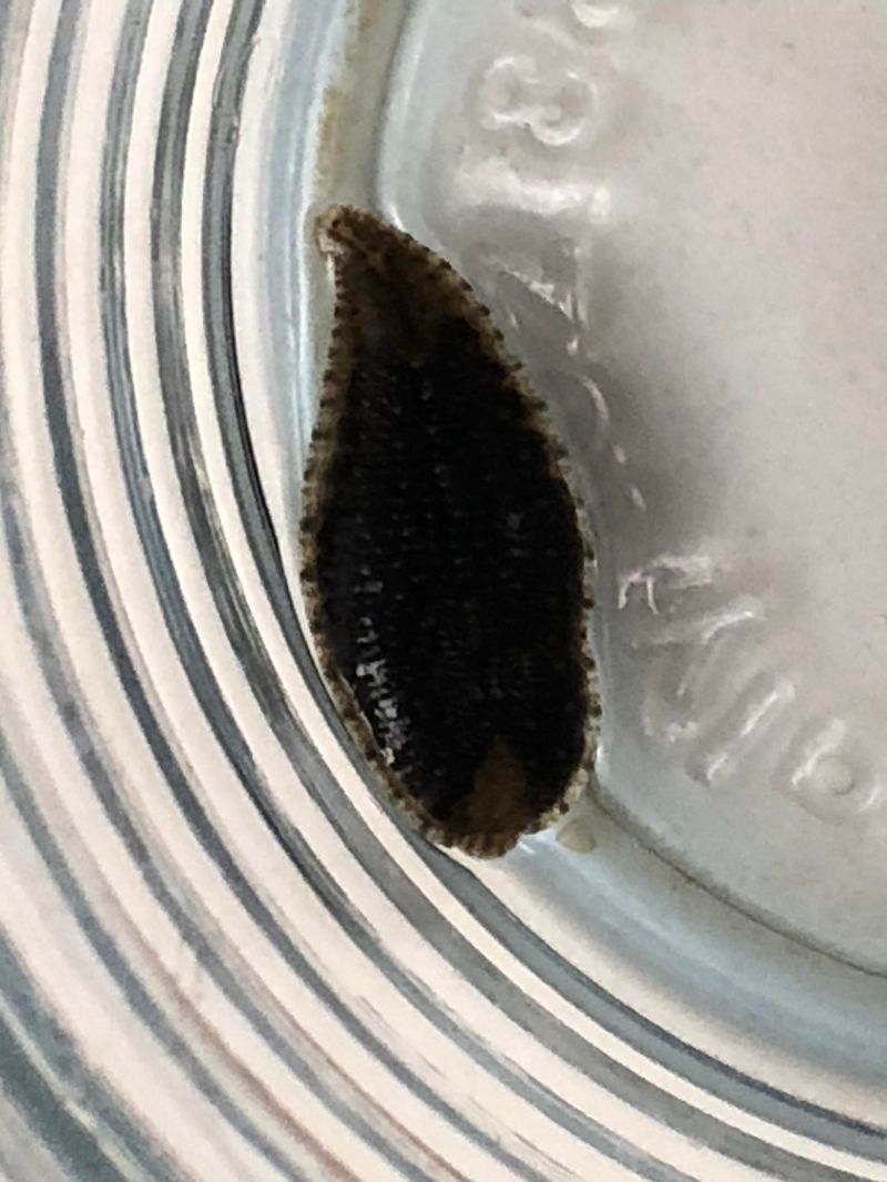 Leech Biology Behavior Leech Com - City Image Collection - Desktop Quality