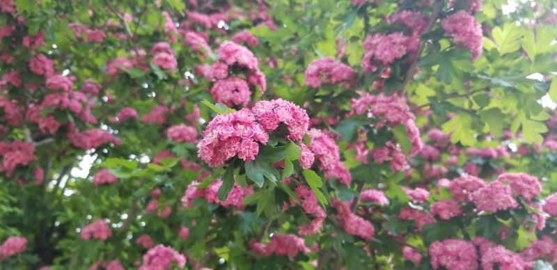 Identification Help Identifying Tree Gardening Landscaping Stack - Premium Vintage Background Gallery - Ultra HD