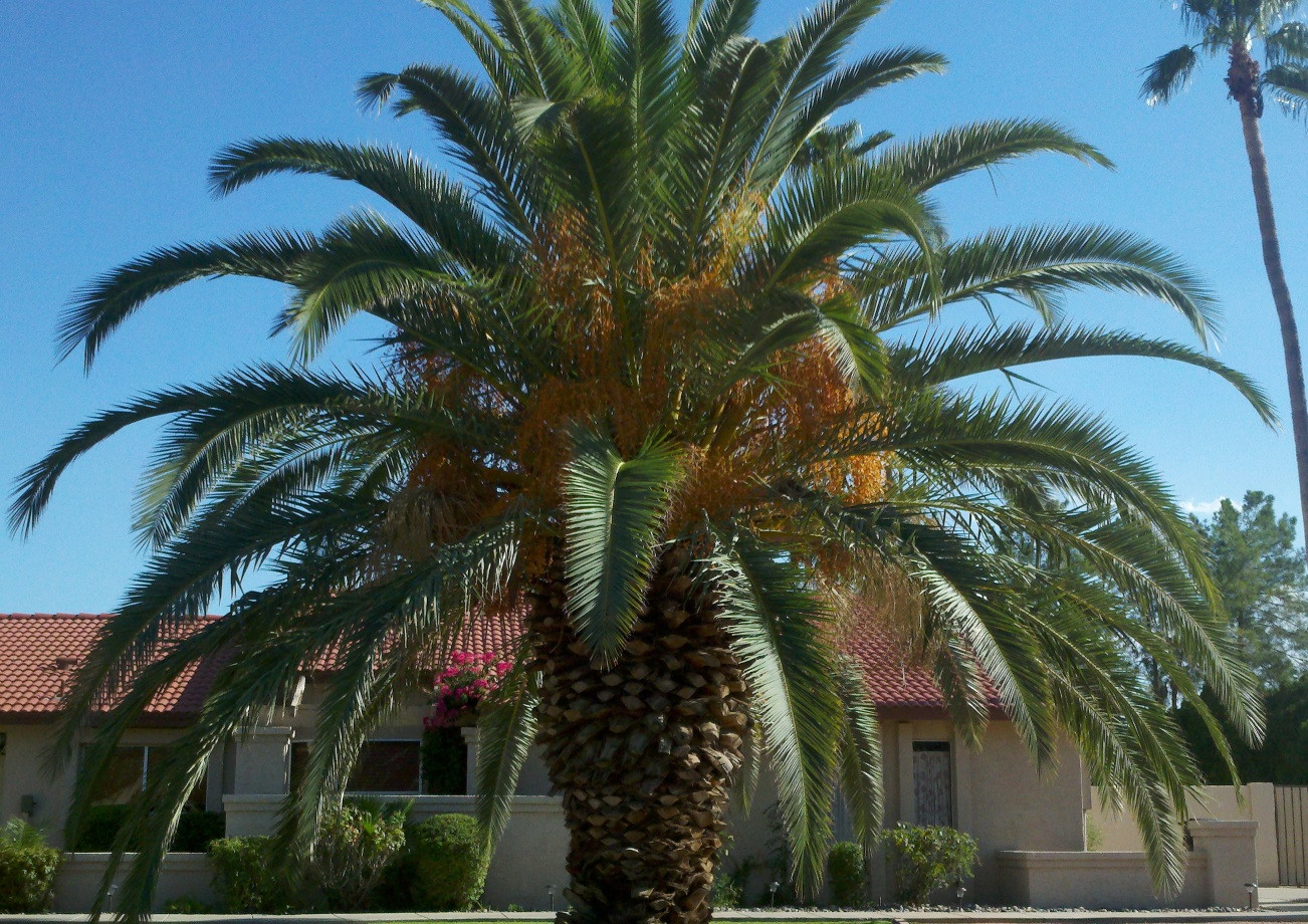 Palm trees need deep watering to keep the soil consistently moist without being overly saturated. identification - Pineapple or Date Palm? - Gardening