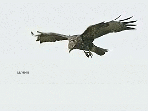 flying eagle down upside roll bird birds gifs hawk barrel bald flight showing eagles manipulated apparently animated 독수리 maneuver imgur