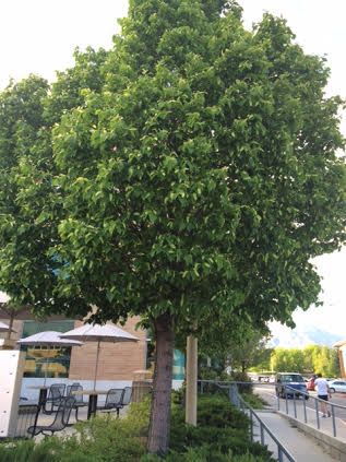 Identification Help Identify This Tree Please Gardening - Download Amazing Minimal Texture | Full HD