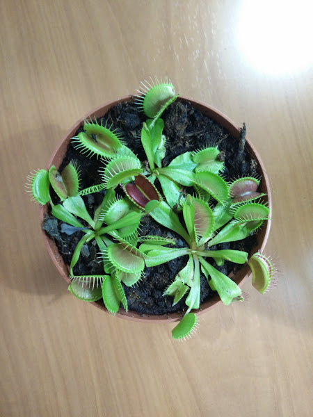 How To Repot A Venus Flytrap - Classic Desktop Gradient Textures | Free Download