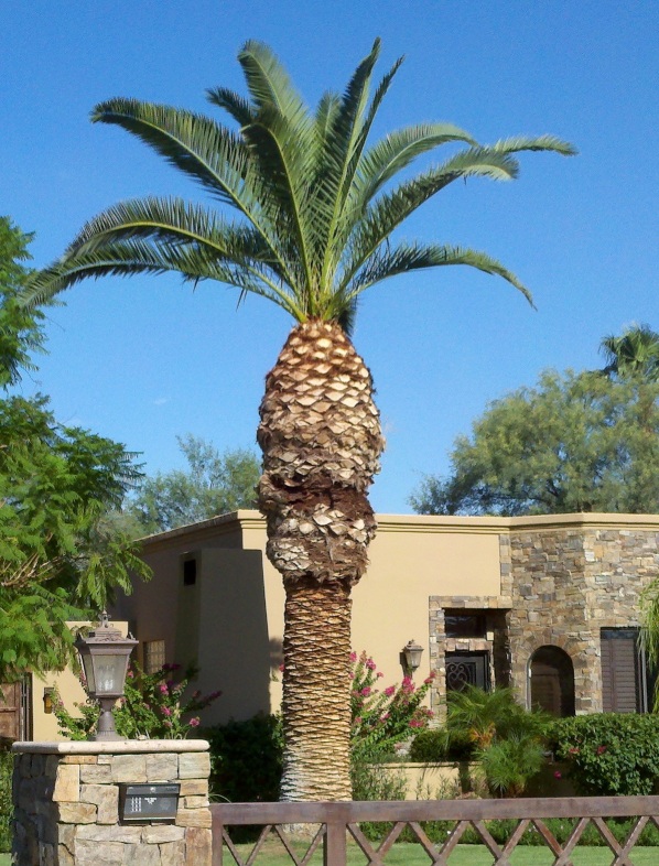 Pineapple Palm Tree Tropical Fruit Display Home Facebook