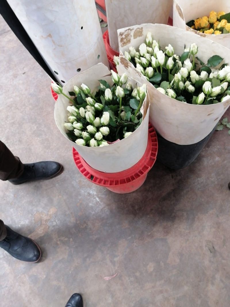 Count Flowers In An Image Mathematica Stack Exchange - Premium City Image Gallery - HD