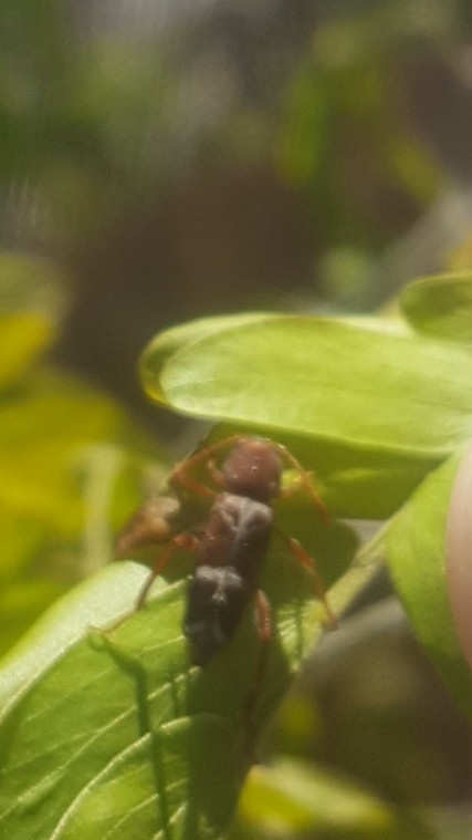 Bug Help Identification Gardening - Premium Abstract Photo Gallery - Ultra HD