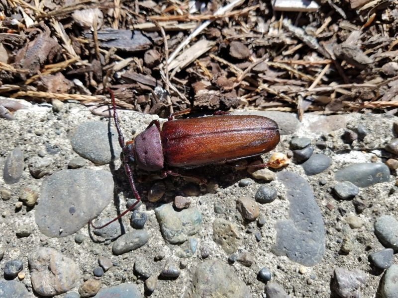 Entomology Bumblebee Identification Biology Stack Exchange - Premium Light Image Gallery - Mobile