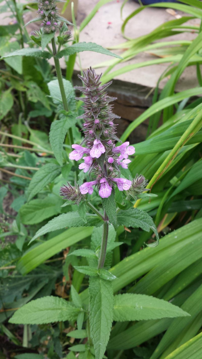 Home Long Leaf - Professional Mountain Background - HD