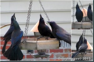 common grackles feeders standing bird heads straight pointed why looking