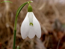 Image Processing Flower Segmentation Using Grabcut In Opencv Stack - City Pattern Collection - Retina Quality