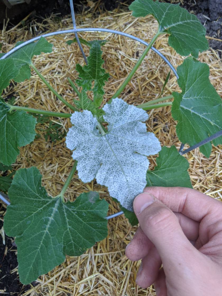White on zucchini leaves