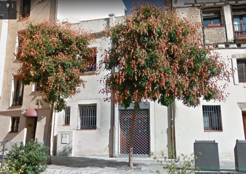 Identification Help Identifying Tree Gardening Landscaping Stack - Artistic Landscape Design - 4K