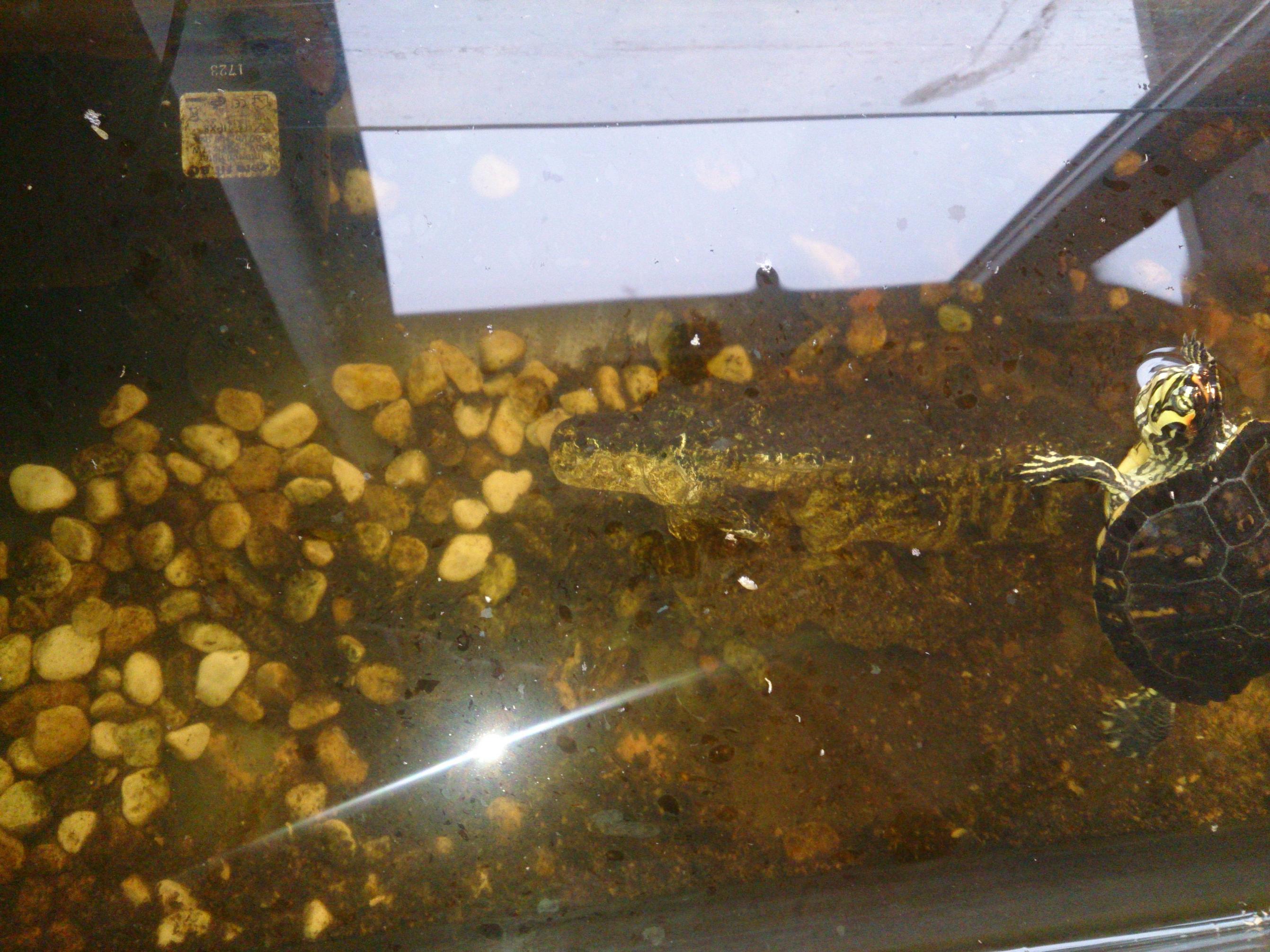 Redearslider View Topic White Stuff Floating On Water Possibly you are overfeeding. Redearslider View Topic White Stuff Floating On Water If your turtles tank.