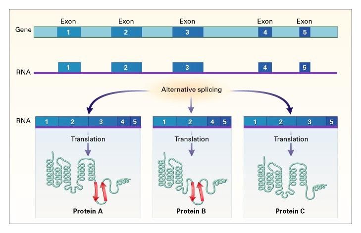 Alternative Splicing Biology Simple - Mountain Picture Collection - High Resolution Quality