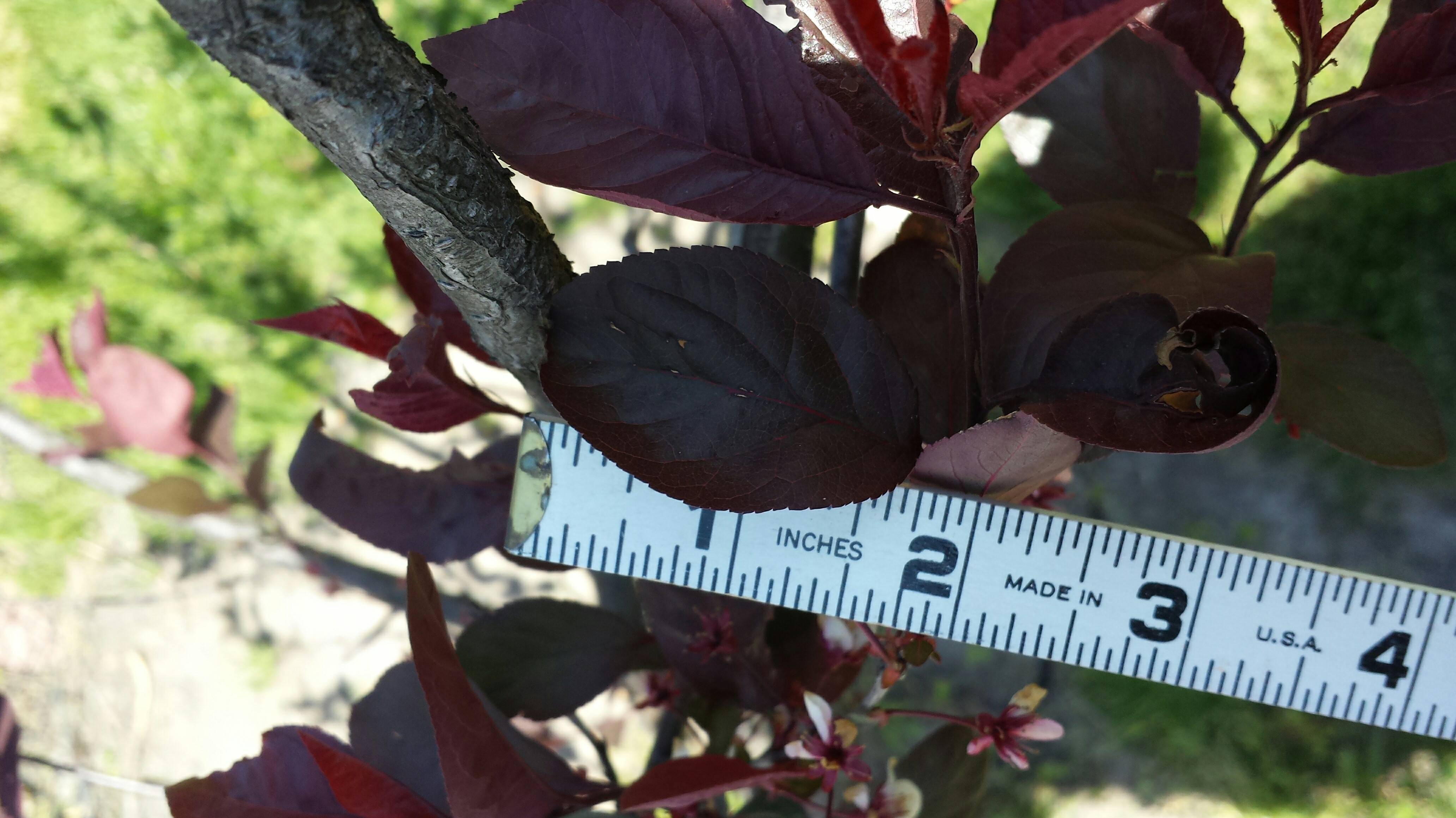 Small Red Leaf Plant / 10 House Plants With Red Leaves With Pictures My Little Jungle /