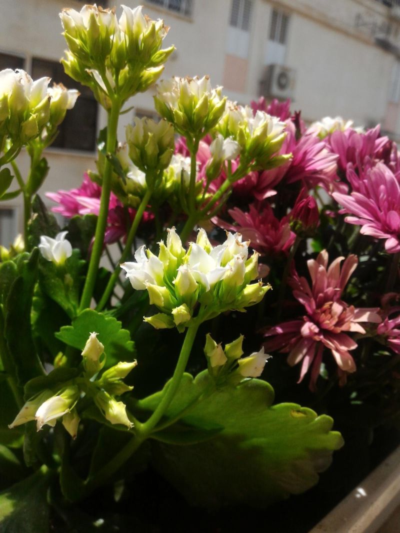 Help Identifying Please Plant - Premium Ocean Pattern Gallery - Desktop