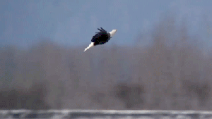 eagle eagles bald flying down upside animated gifs barrel help showing manipulated apparently giphy dance shaffer tony imgur technically rolls