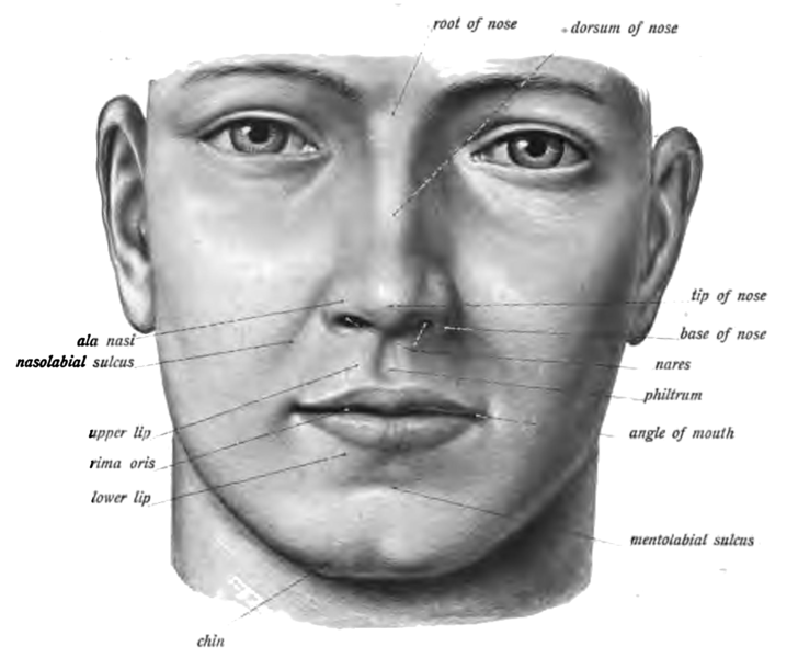 The surface of the lip is comprised of four zones: What Is The Name Of The Area Of Skin Between The Nose And The Upper Lip Mouth English Language Usage Stack Exchange