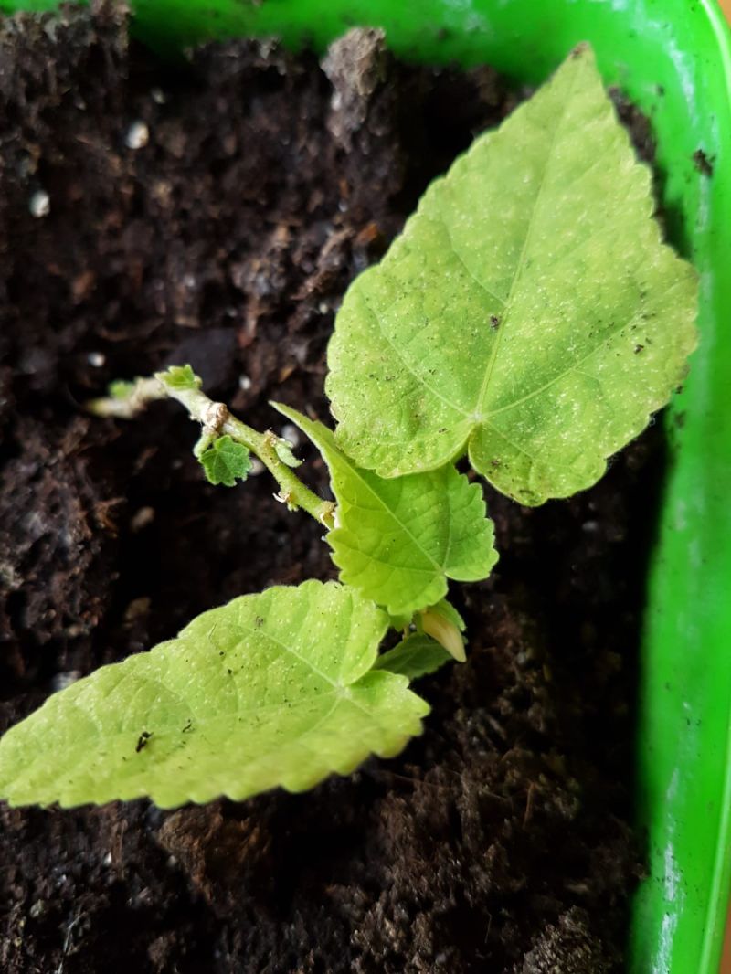 Forum Need Help Identifying Plant - Mobile Minimal Arts for Desktop