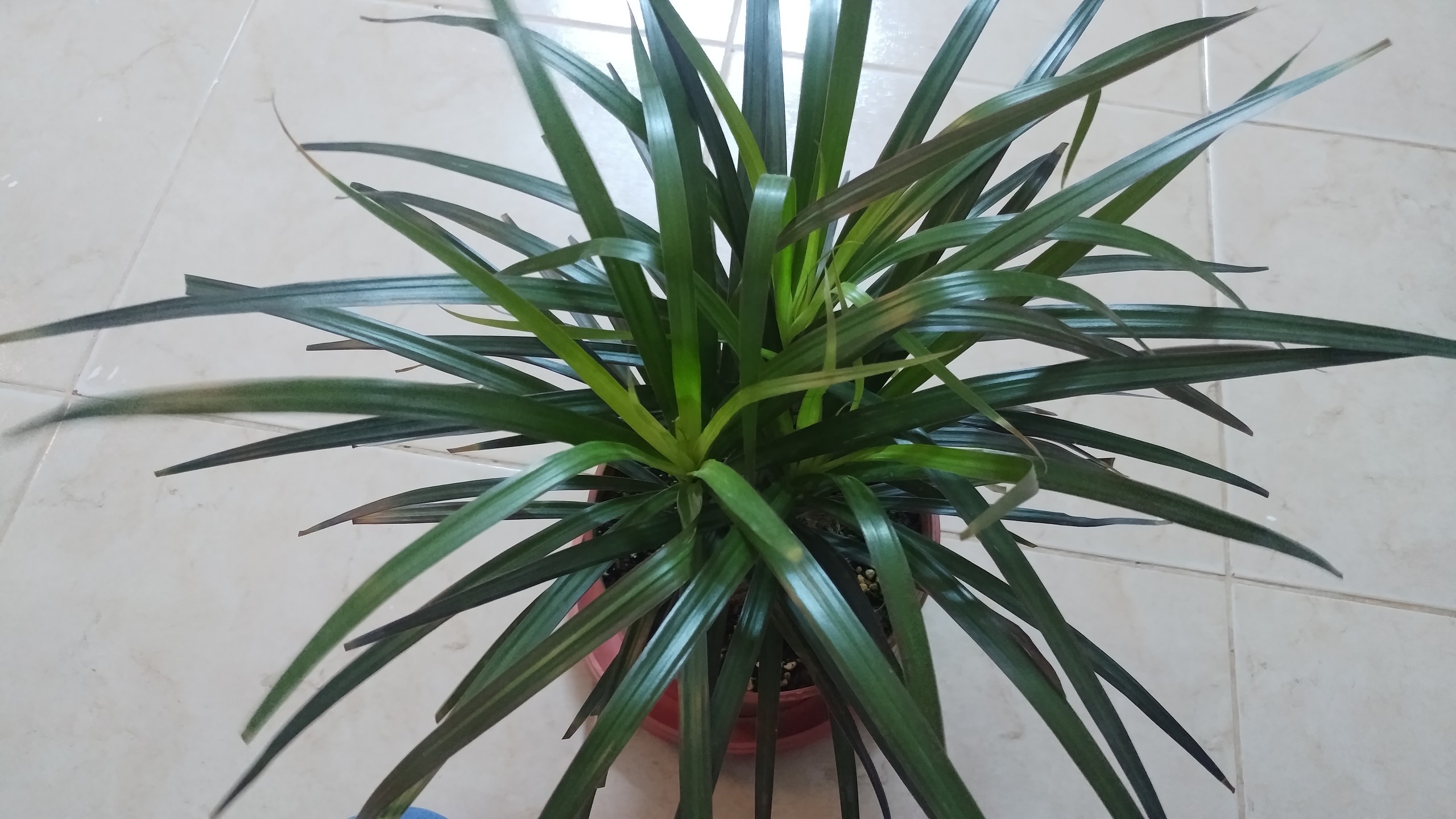 Dracaena Marginata Tricolor Or Madagascar Dragon Tree Stock Photo Picture And Royalty Free Image Image 118706105