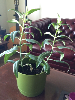 A small number of haworthia have thick, dark green pointy leaves covered with bumpy, white bands. What Is This Succulent With Pointy Leaves That Seeds Constantly Fall From Gardening Landscaping Stack Exchange