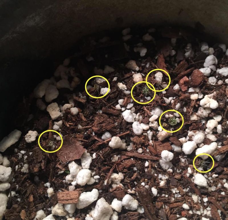 Troubleshooting Cactus Seedlings R Cactus - Light Textures - Stunning Desktop Collection