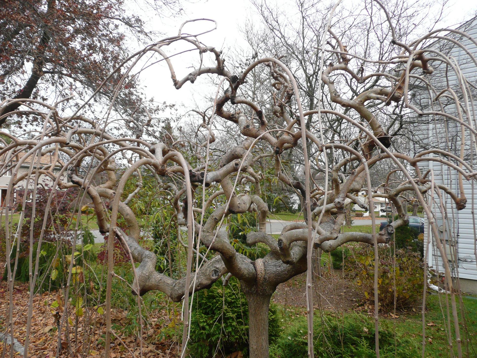 Mulberry Edible Landscaping