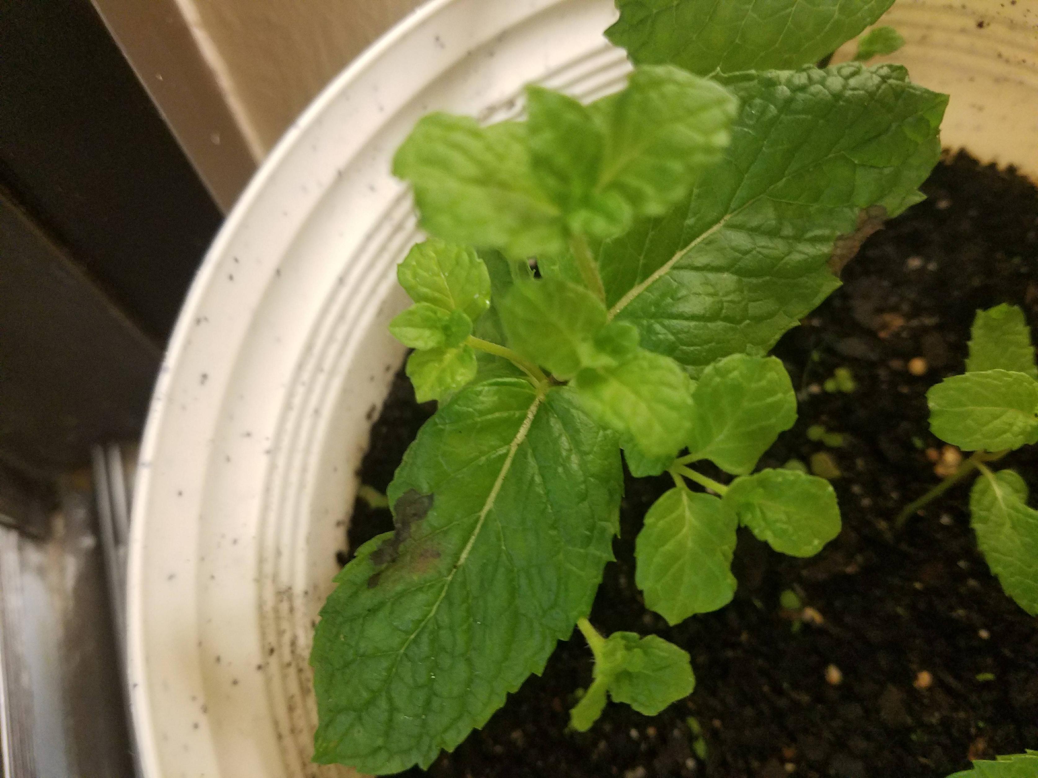 Crispa, also known by its japanese name shiso, is a cultigen of perilla frutescens, a herb in the mint family lamiaceae.it is native to the mountainous regions of china and india, but is now found worldwide. Diseases Should I Be Worried About Brown Spots On My Mint Leaves Gardening Landscaping Stack Exchange