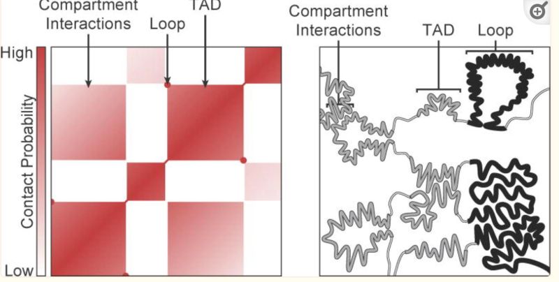 Tad And Loop Identification Workflows Run Hichipper Sh At Master Bio - Download Creative Colorful Picture | 4K
