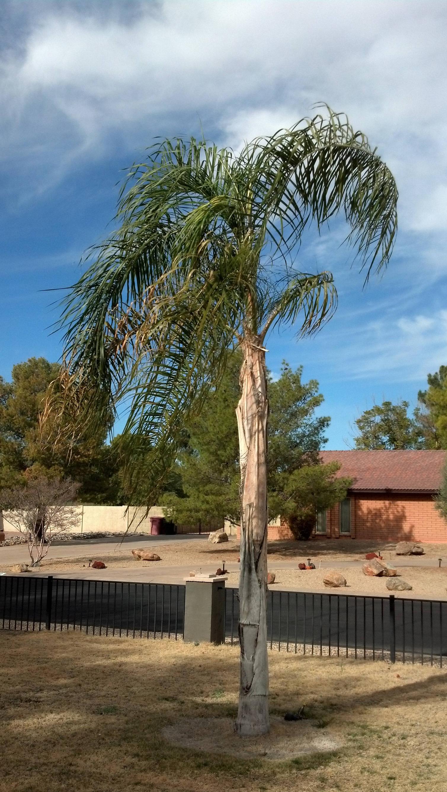 Best Way To Trim My Palm Trees Landscaping