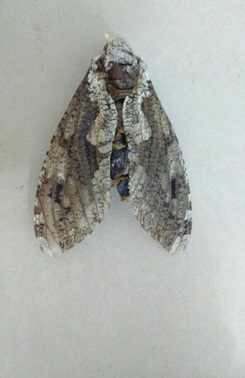 Entomology Bumblebee Identification Biology Stack Exchange - Vintage Illustration Collection - HD Quality