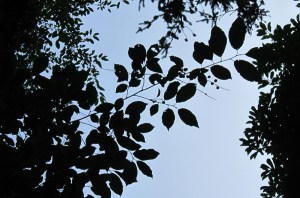 tree leaves berries ovate elliptical silhouette racemes serrate trees stack identification