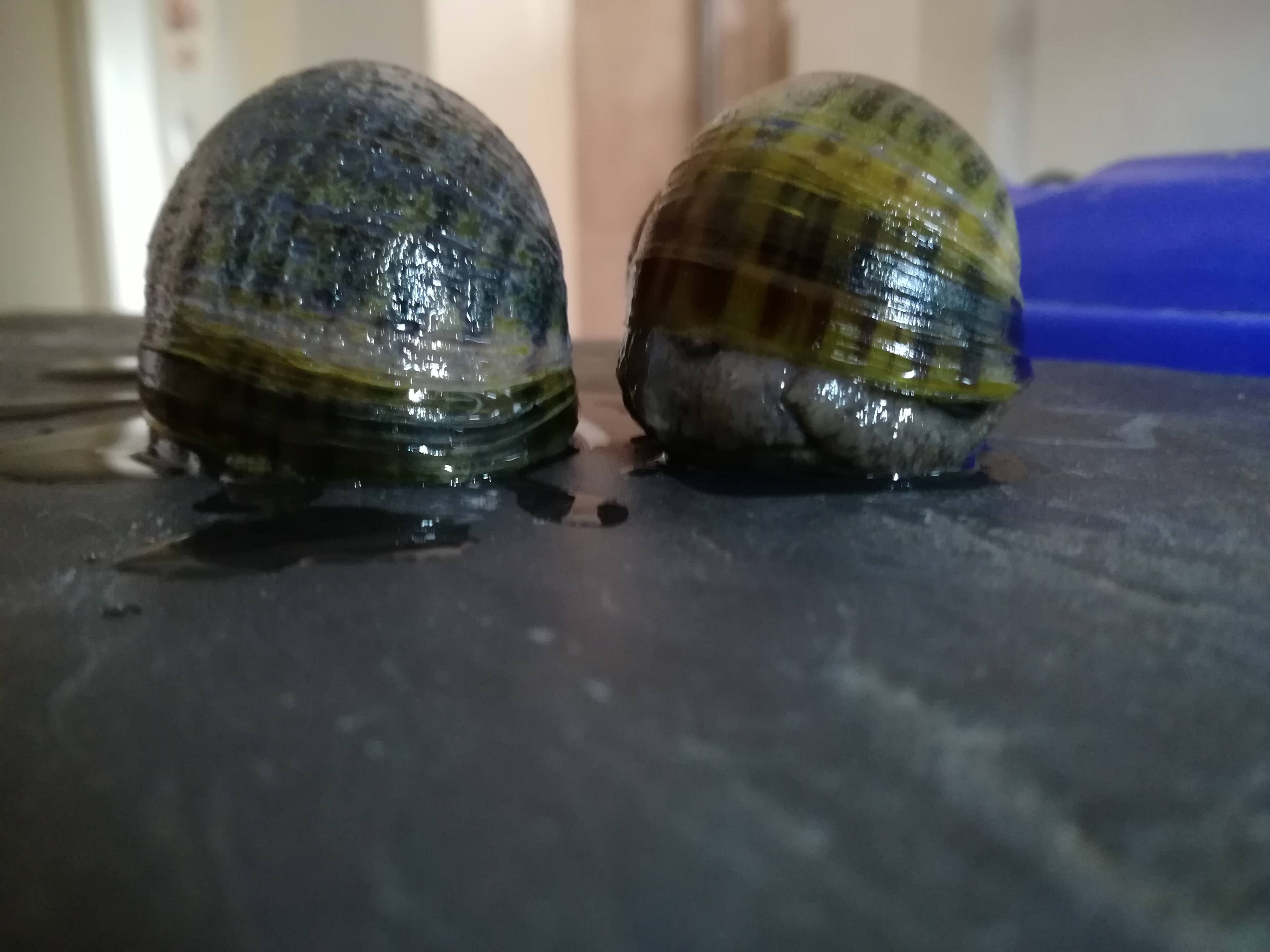Snail Diseases And Problems MAKE SURE not to get any in holes in the shell or on the snails body parts.