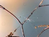 Diagnosis Maple Tree Disease Gardening Landscaping Stack Exchange