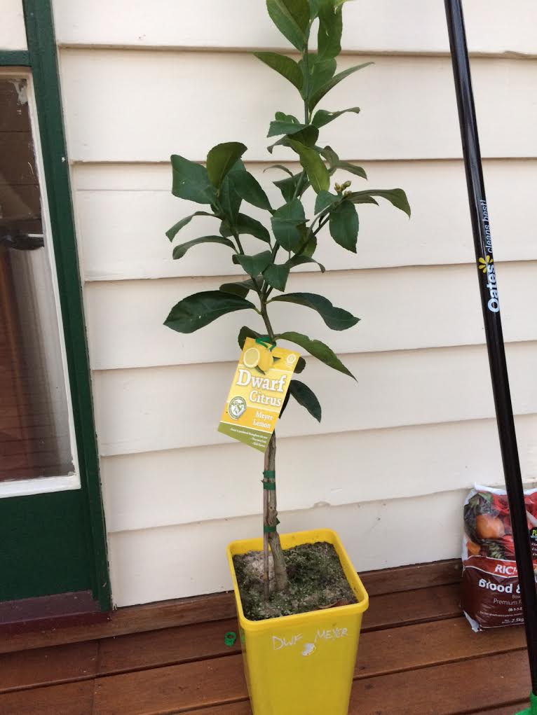 Meyer Lemon Trees For Sale Brighterblooms Com