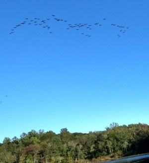 formation birds fly why geese island bird
