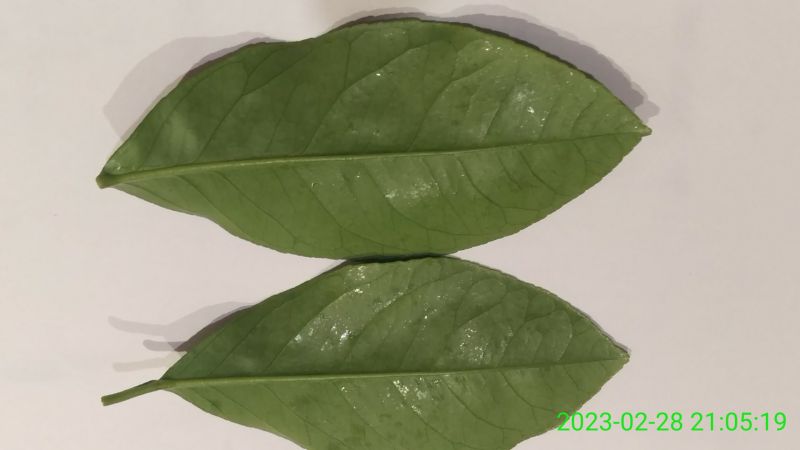 Lemon Tree Dropping Leaves R Indoorgarden - Perfect 8K City Photos | Free Download