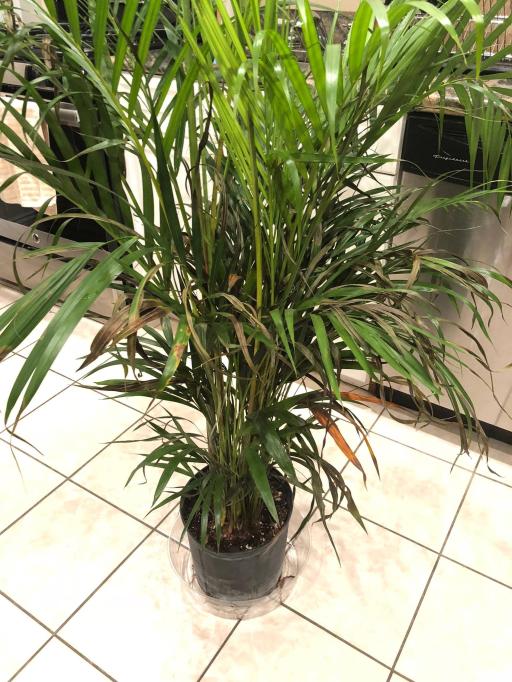 How To Save A Dying Bamboo Plant New Interior Design