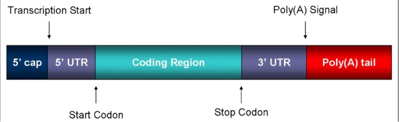 Stop Codons R Genetics - Minimal Illustrations - Elegant Retina Collection