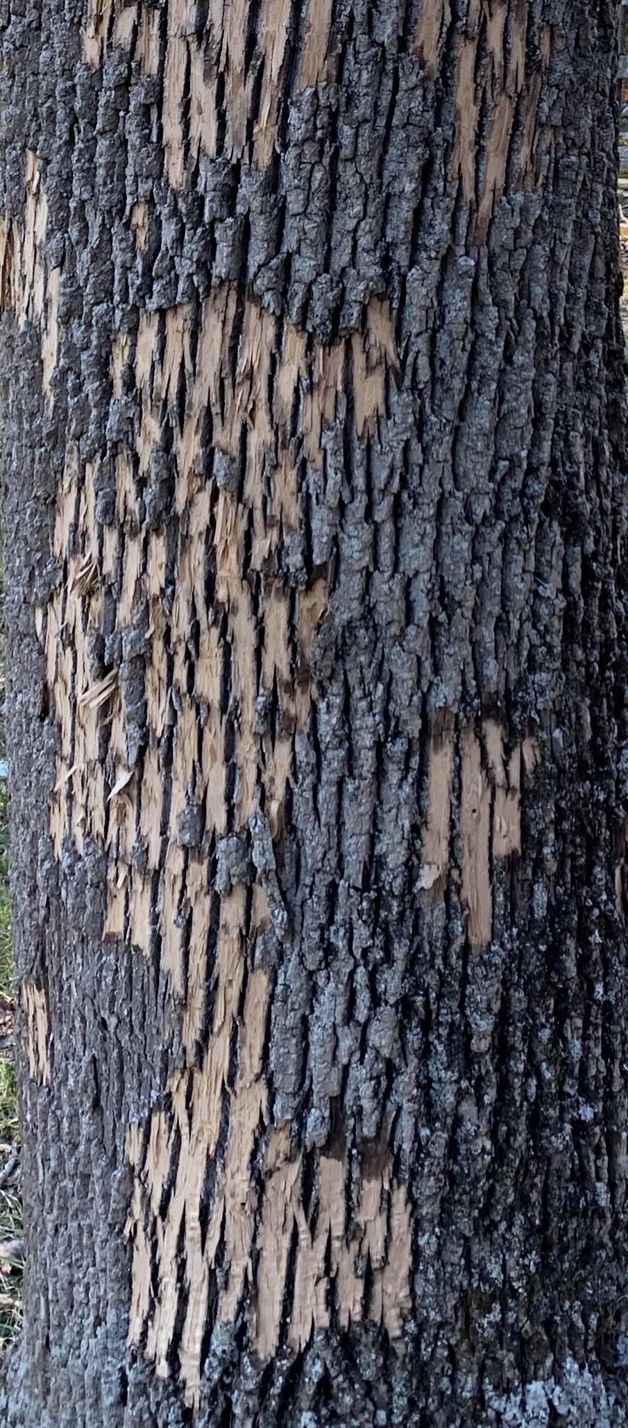 Natural Background Elm Tree Bark Stock Photo Edit Now 1047799783