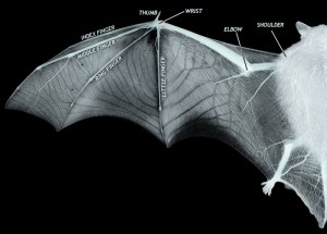 bat wings wing bats bird diagram anatomy different batwing finger shaped structure bones arms bone skin reference hands dragon xray