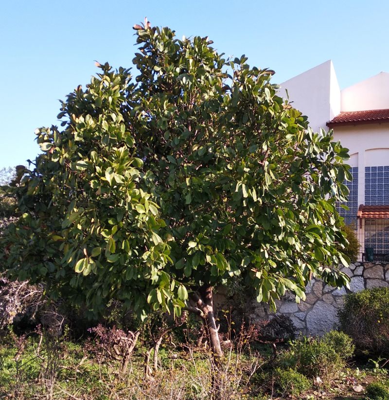 Can Someone Identify This Tree - Gorgeous Landscape Picture - HD