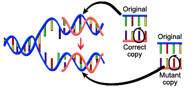 Evolution Viral Mutation Mechanism Biology Stack Exchange - Download Beautiful Dark Pattern | 8K