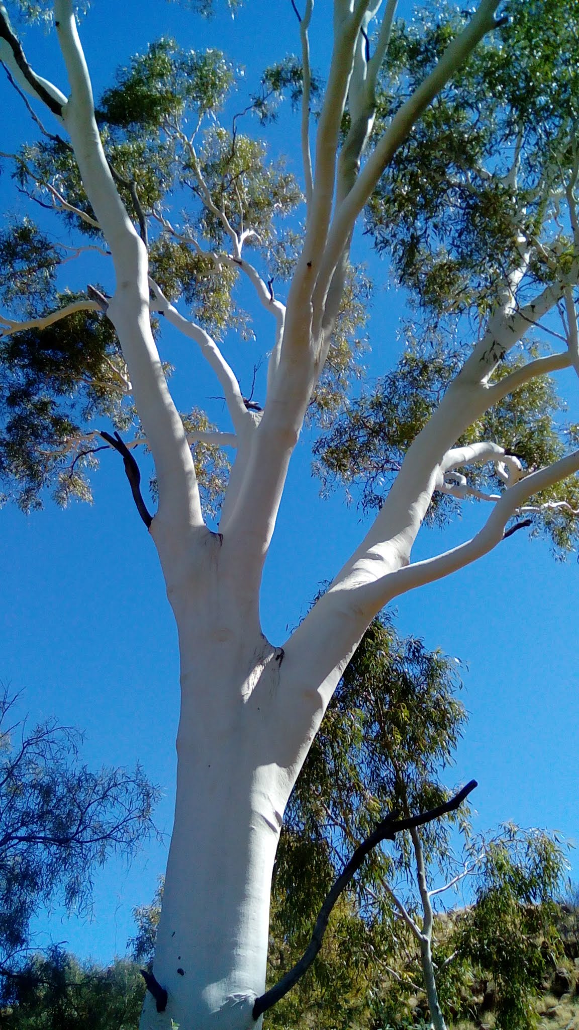 [solved] is this tall, white tree in central australia a