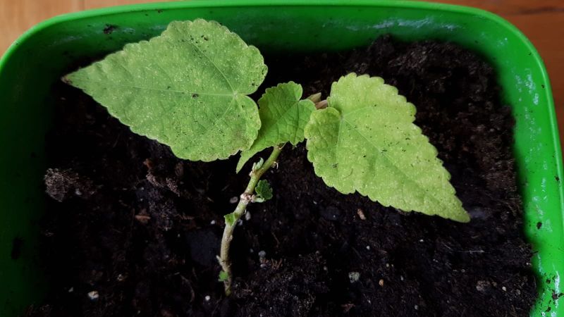 Help Identifying Please Plant - Full HD Ocean Patterns for Desktop