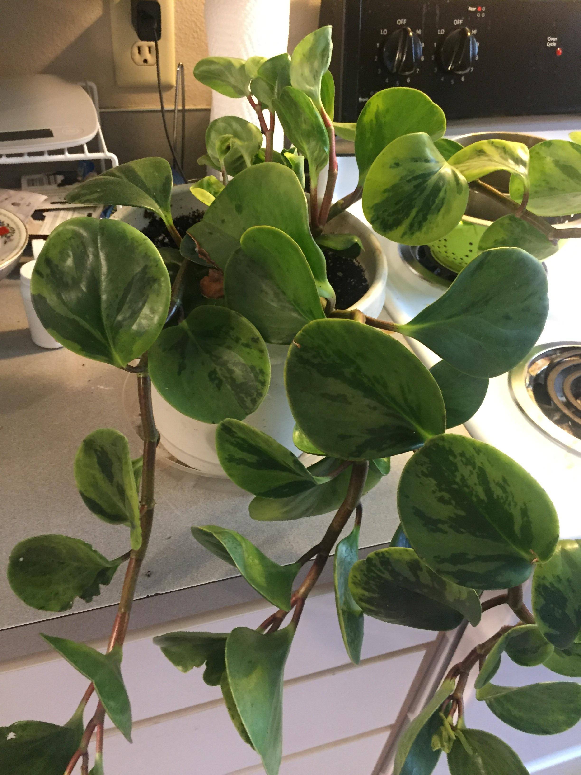 Identifying house plants by leaves