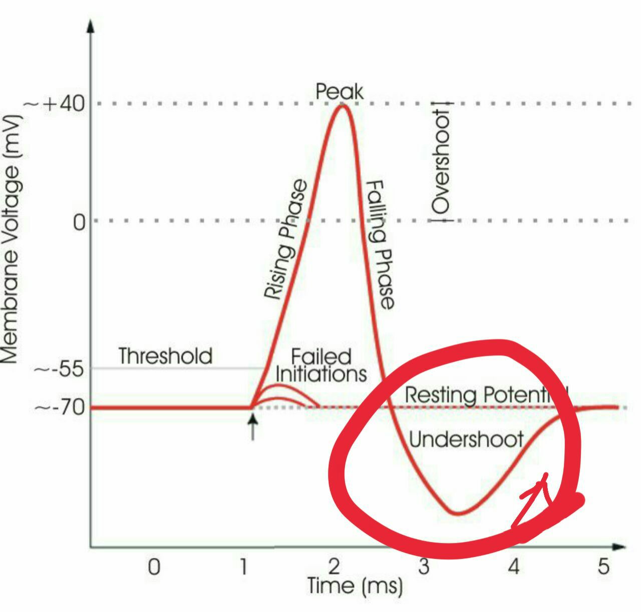 Axons convey information in neuronal circuits via reliable conduction of action potentials (aps) from the axon initial segment (ais) to the . What Makes The Electrical Charge Inside The Neuron More Positive At The End Of Action Potential And Returns It To Resting Potential Biology Stack Exchange