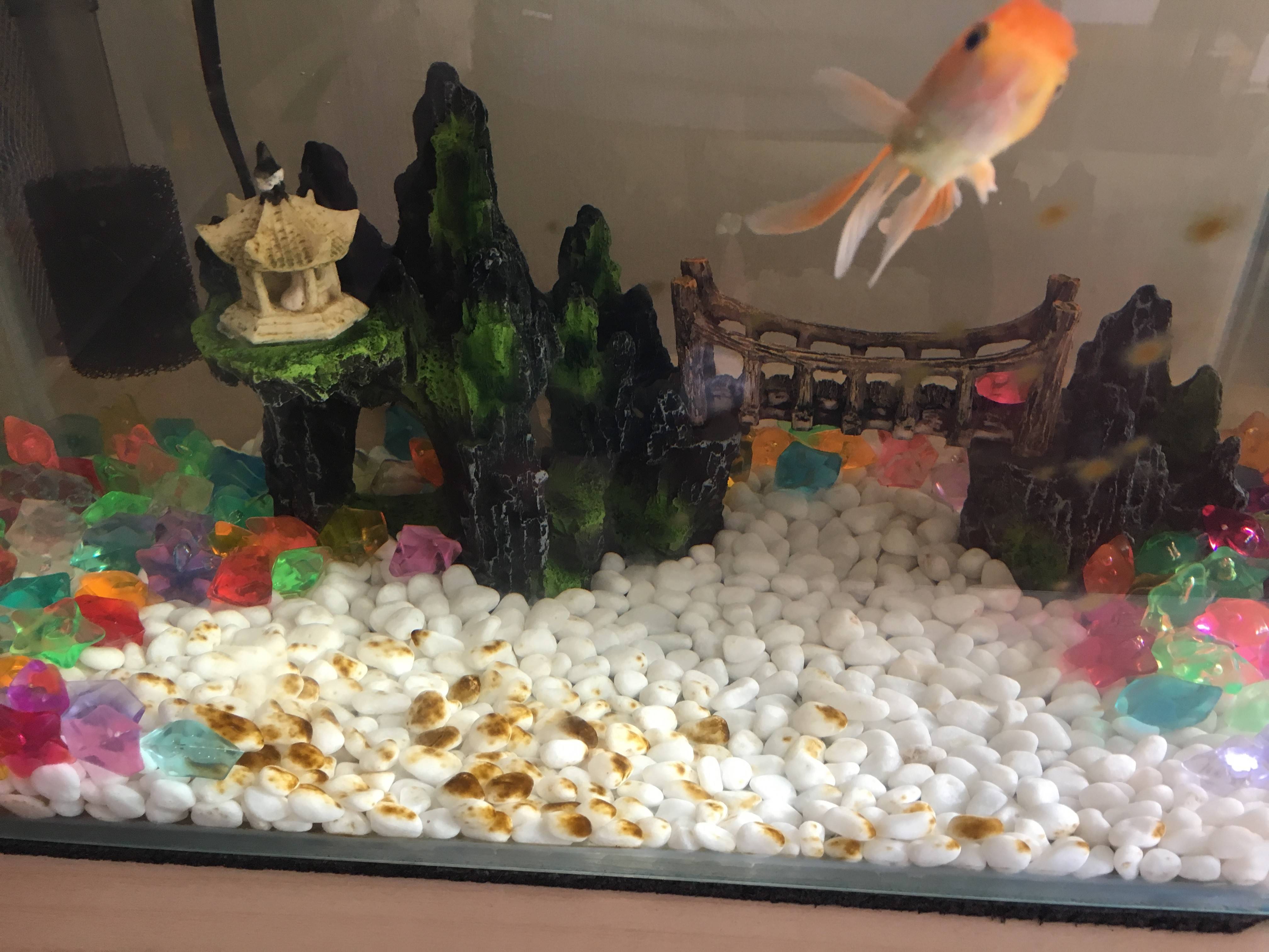 Mold In The Fish Tank How To Remove It Fishlab 