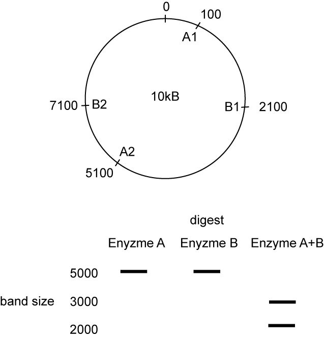 Restriction Mapping Problems Ap Biology Worksheet - Premium Gradient Picture - HD