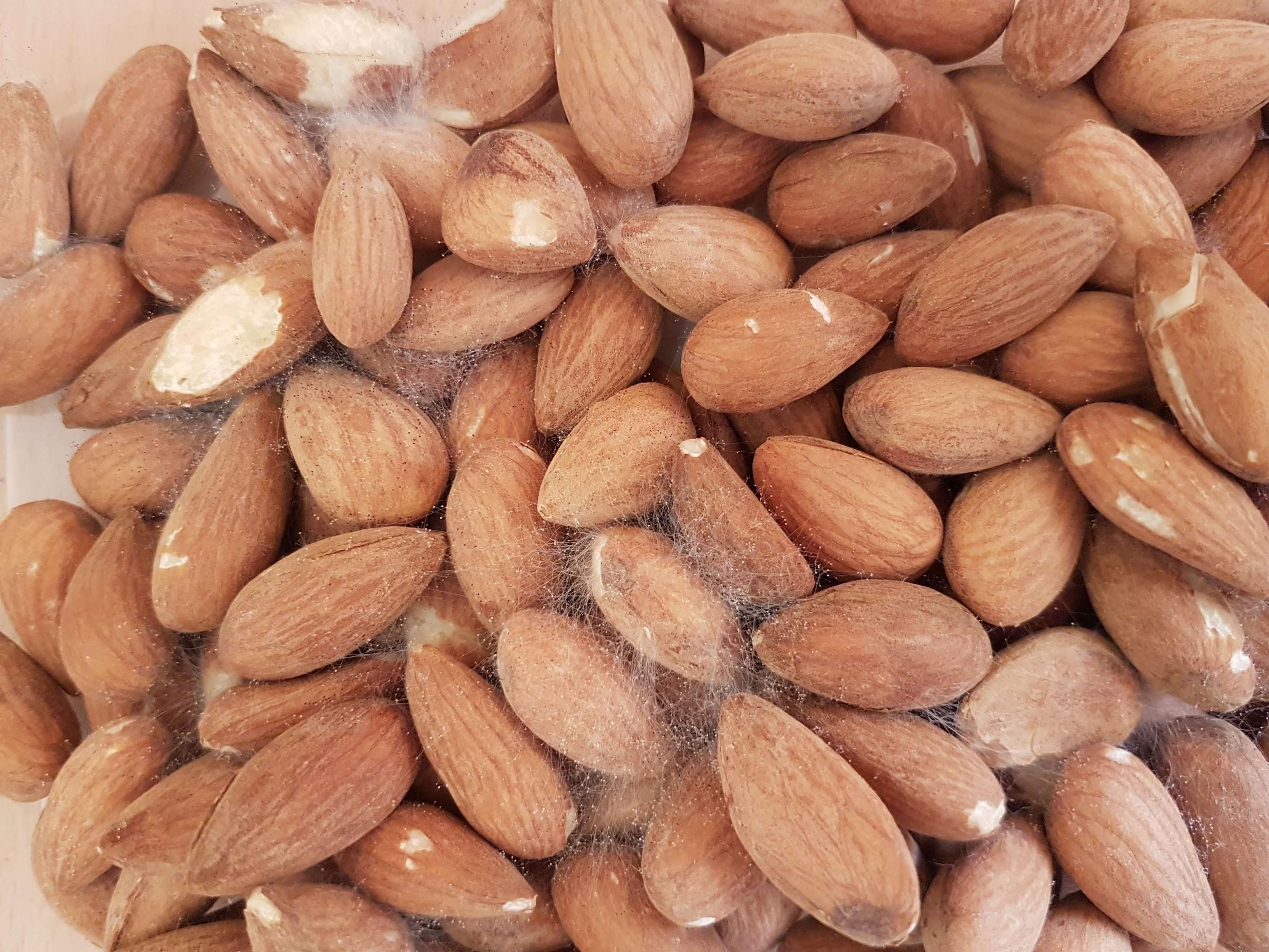 pics Moldy Nuts And Seeds what happened to my soaked almonds
